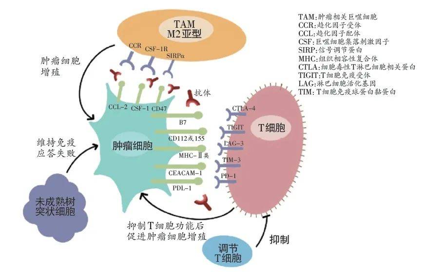 可产生免疫耐受,避免误伤正常细胞,而肿瘤细胞也能表达pd-l1,形成伪装