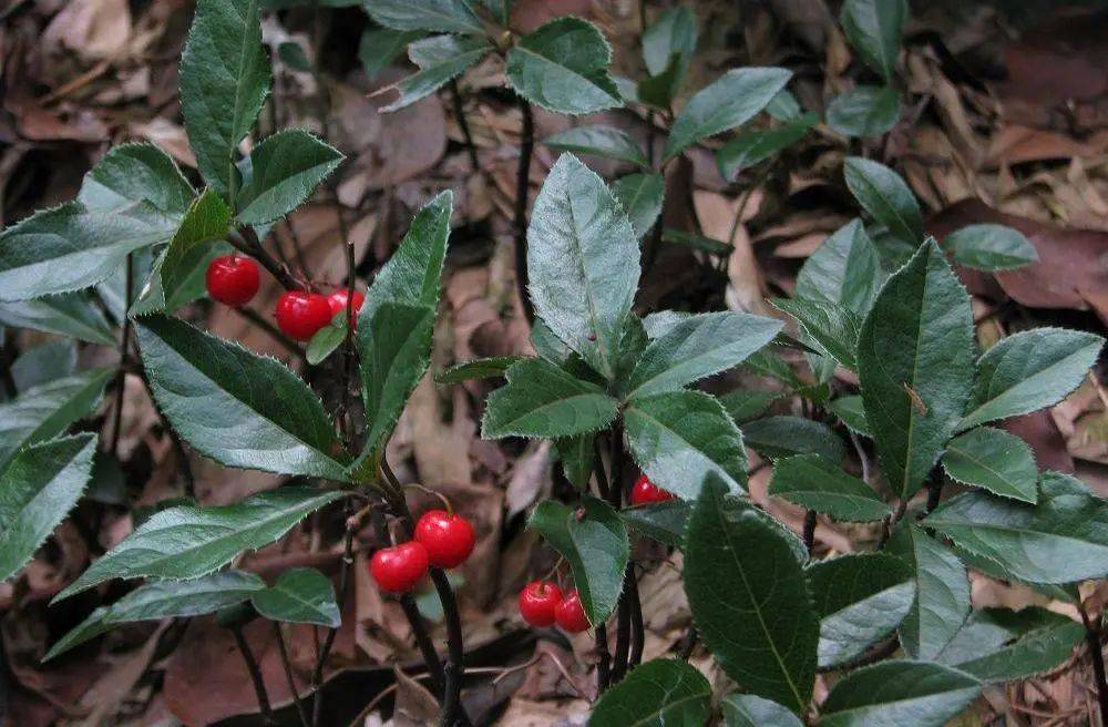 药师带你认草药矮地茶