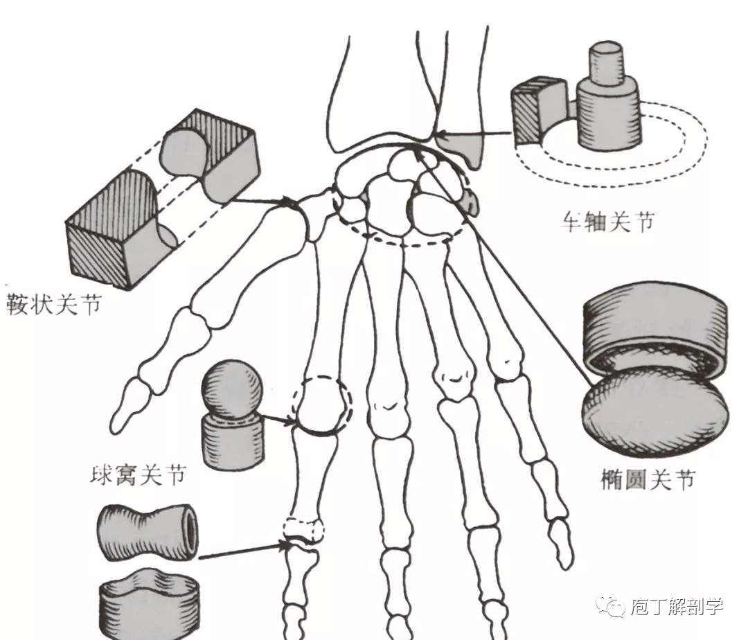 全身骨连结