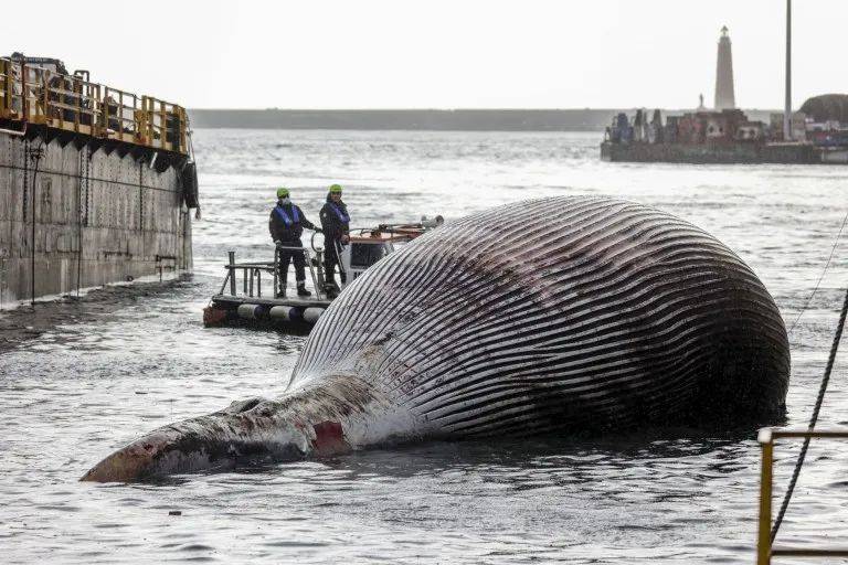 意大利港口惊现巨型鲸鱼,警卫队设法搬移,引人们关注!
