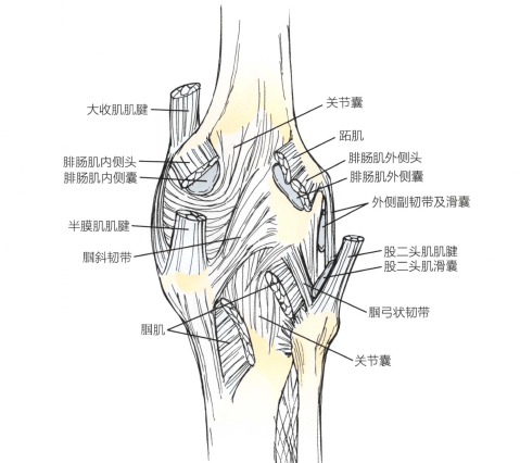 膝关节后侧的关节囊,韧带和肌肉功能障碍:半膜肌附着在内侧半月板上