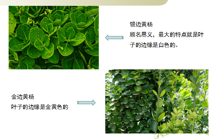 大叶黄杨以叶子的颜色特征来区分,  有普通大叶黄杨,银边黄杨,金边