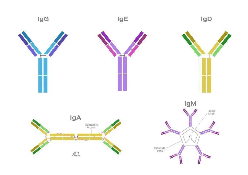 可以分为 5 类包括 igm,igd,igg,iga 和 ige抗体检测的不同类型:总