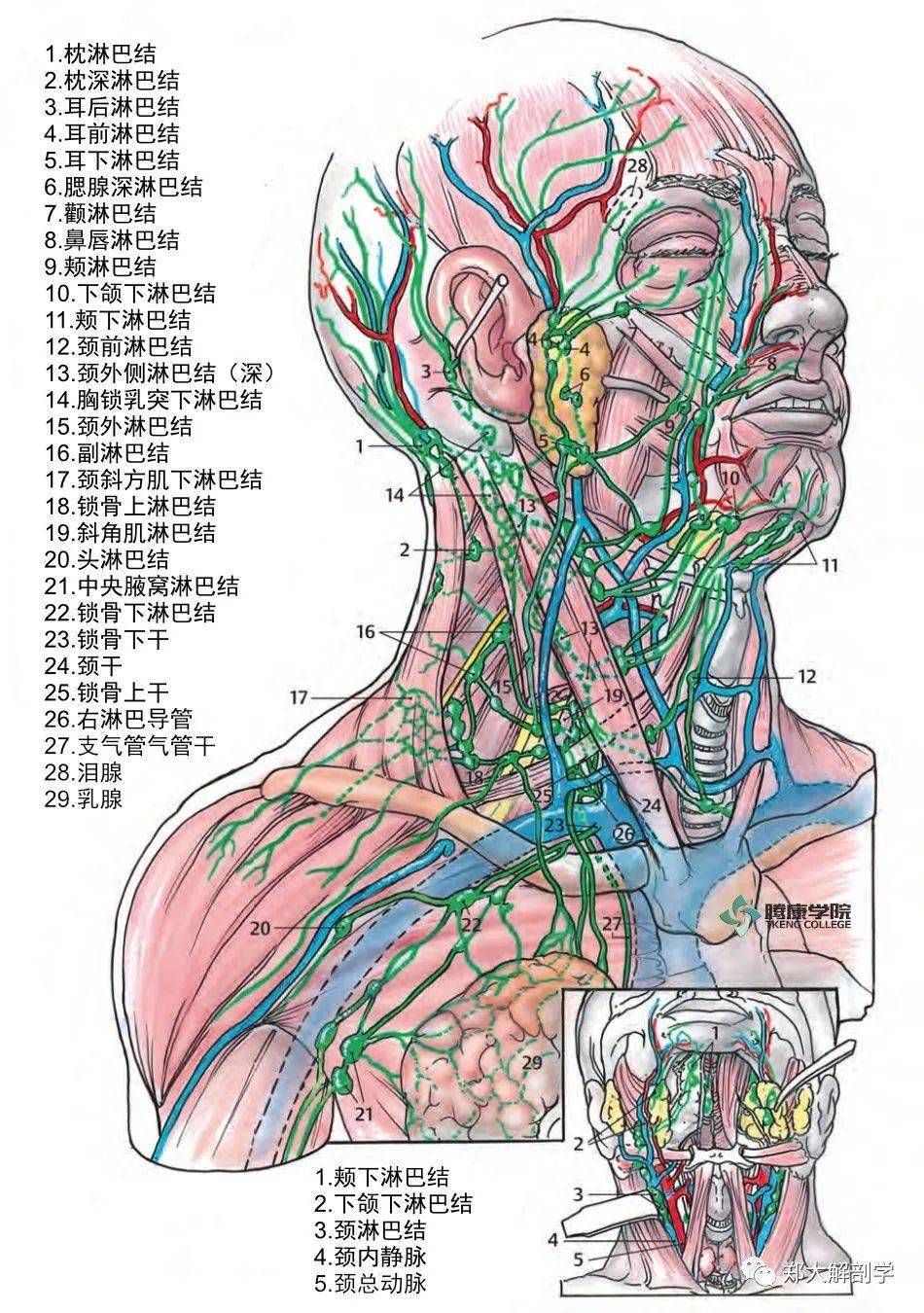 身体不同部位的淋巴引流和局部淋巴结群