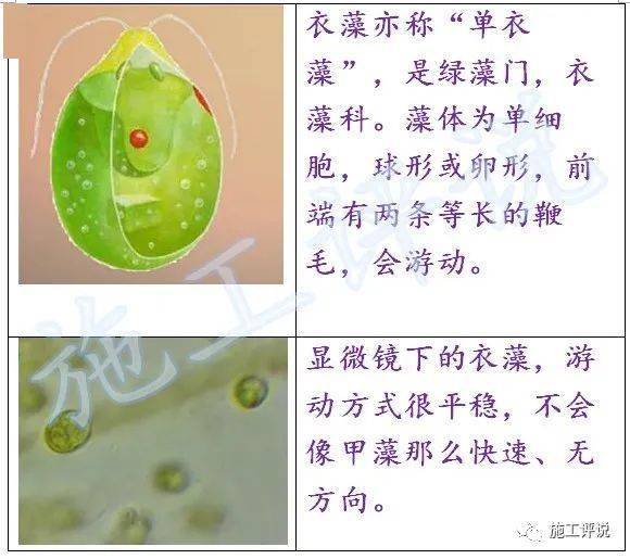 衣藻对鱼,虾,蟹不仅仅是无毒,无害的,而且还是一种可食,容易消化的