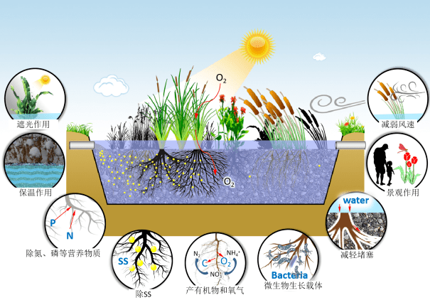 janvymazal教授∣细数植物在人工湿地污水处理中的作用