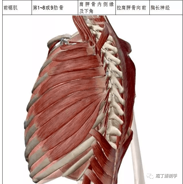 肌肋间最内肌下位肋骨上缘上位肋骨下缘降肋助呼气肋间神经膈名称起点