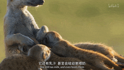 长一智  这次它们在路过盐沼地时 队伍秩序井然 没有走丢一个幼崽 在