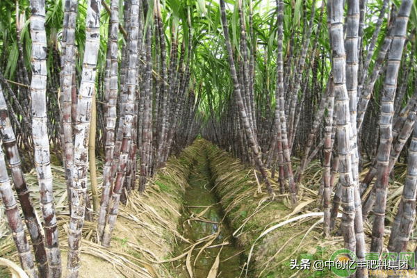 甘蔗种植技术要点