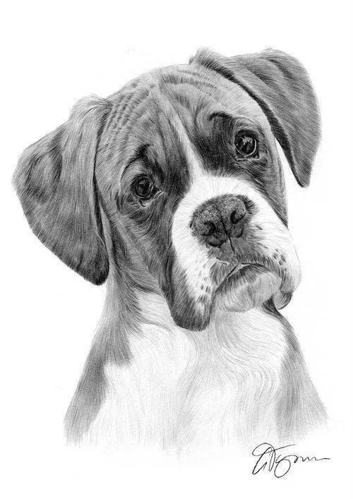 素描动物世界