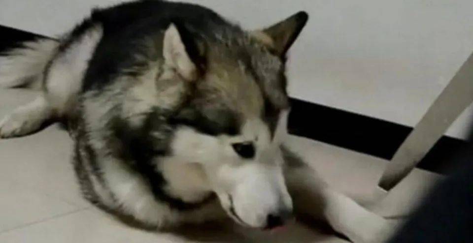 变态主人挥剑刺向哈士奇,哈士奇无辜求饶,怂得一声都!