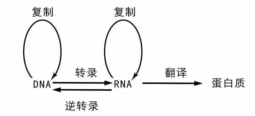 生命遗传与繁殖的核心是dna和rna,这些遗传物质靠一个叫中心法则的