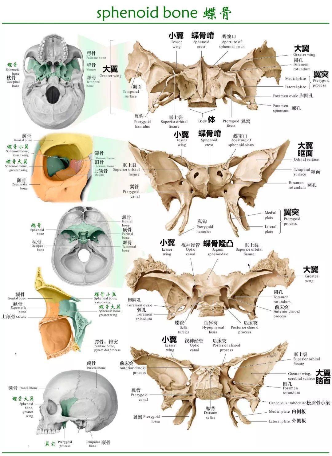 必点收藏 超精致全套颅骨图谱_解剖