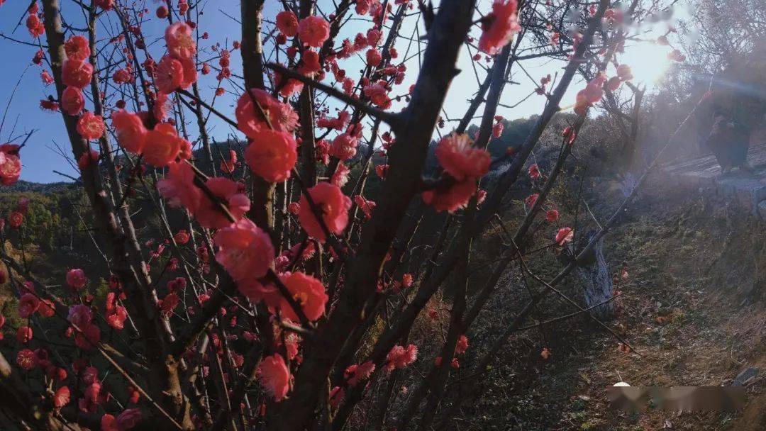 大余梅关古道-梅花盛开了:等你来欣赏