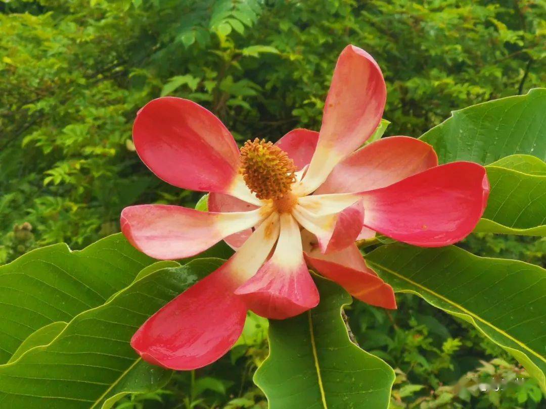 栗候选县花照片五峰玉兰兰 花珙 桐紫 荆杜 鹃桂 花桃 花金银花海 棠