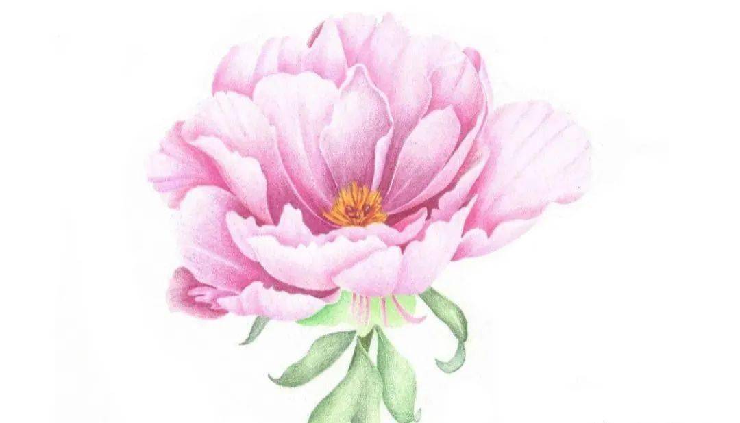 彩铅花卉教程 | 画一朵盛放的牡丹花,彩铅画基础教程花朵