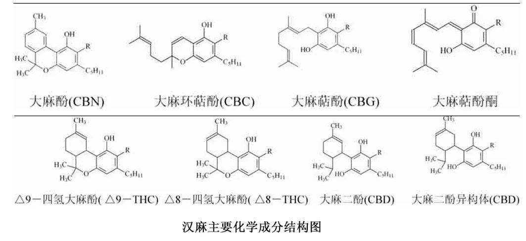 汉麻纤维的化学成分结构03麻纤维都具有一定的防紫外线性能,但汉麻