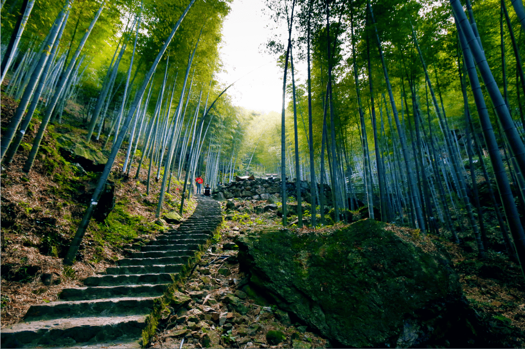 五"韵"宜兴竹海,岁末行游暖时光