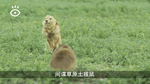 呆萌表情都和本尊很像的土拨鼠