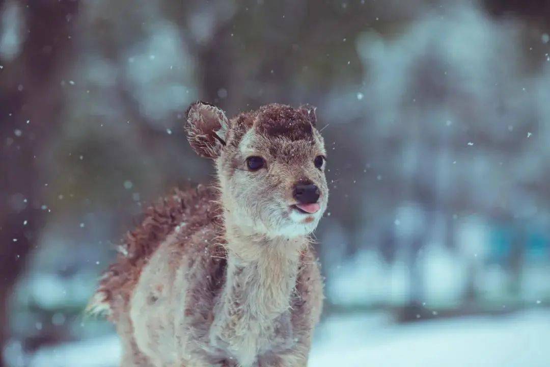 自然小精灵!奈良冬日雪中鹿也太灵气了!