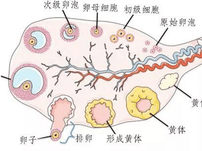 卵巢排卵之后,卵泡塌陷和出血而形成血块,卵泡的颗粒细胞及卵泡膜细胞