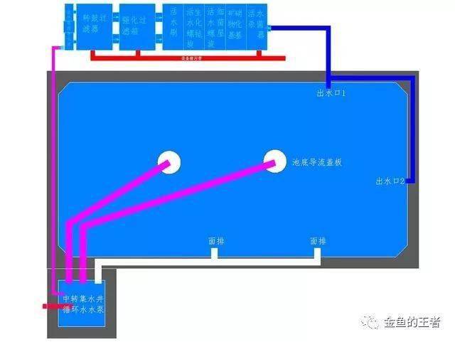 技巧| 鱼缸鱼池加个它,泡沫油膜吸光光,鱼儿杠杠长!