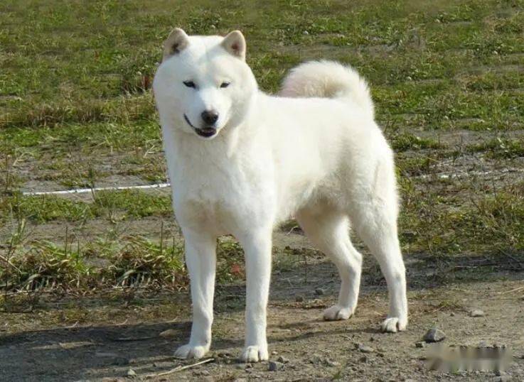 北海道犬也属于中型犬,别名:阿伊努族犬,是北海道的原住者阿伊努族