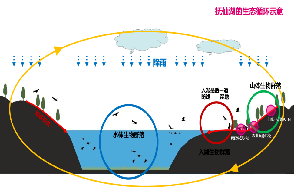 湖域生态系统循环示意图