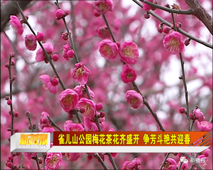 雀儿山公园梅花茶花齐盛开 争芳斗艳共迎春