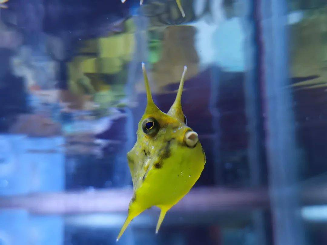 牛角箱鲀