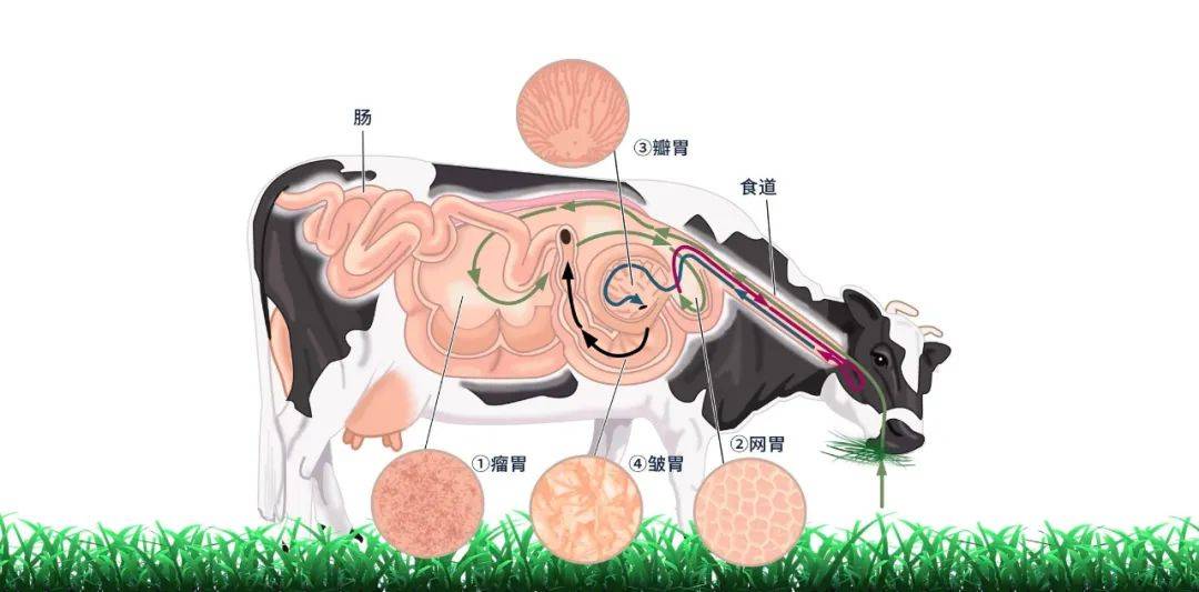 藏文科普 | 牛有四个胃?但是只有一个是真胃!
