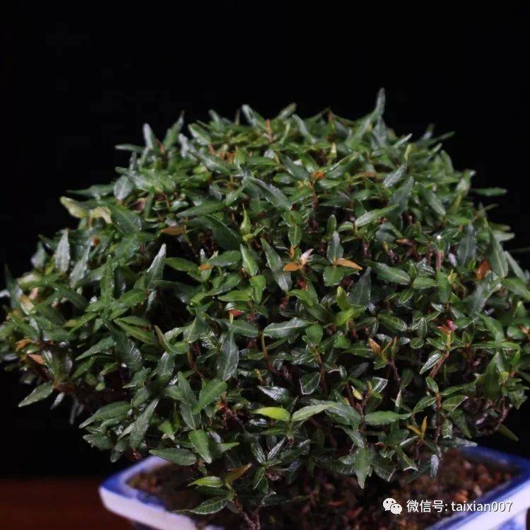 缩缅葛盆景