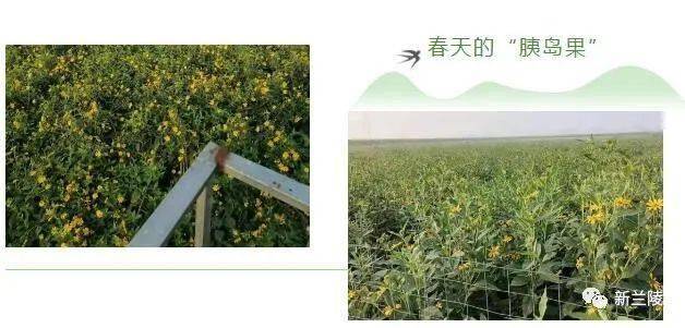 兰陵南桥引进胰岛果种植每亩可卖2万元以上