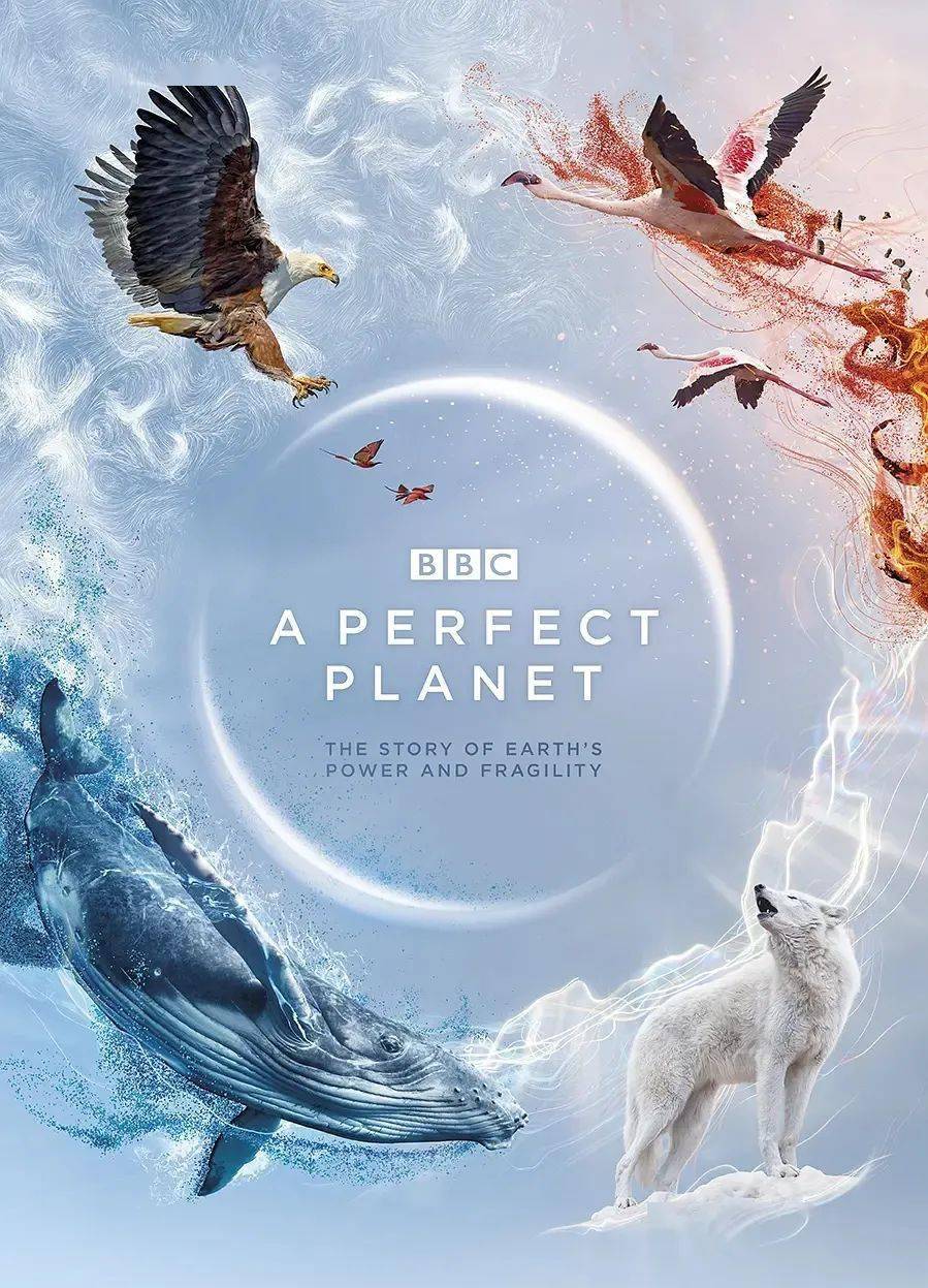 8分!bbc开年神作《完美星球》,每一帧都是视觉享受!