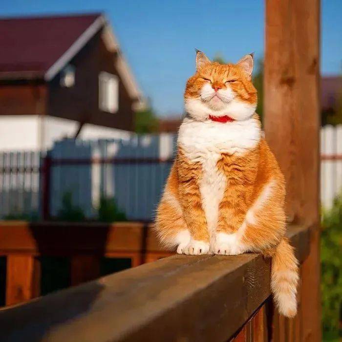 这是谁家柴犬在花园玩?错!那是我家猫,橘猫好吗?