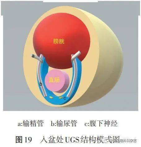 论著|男性泌尿生殖层的层面解剖及其临床意义研究_结构