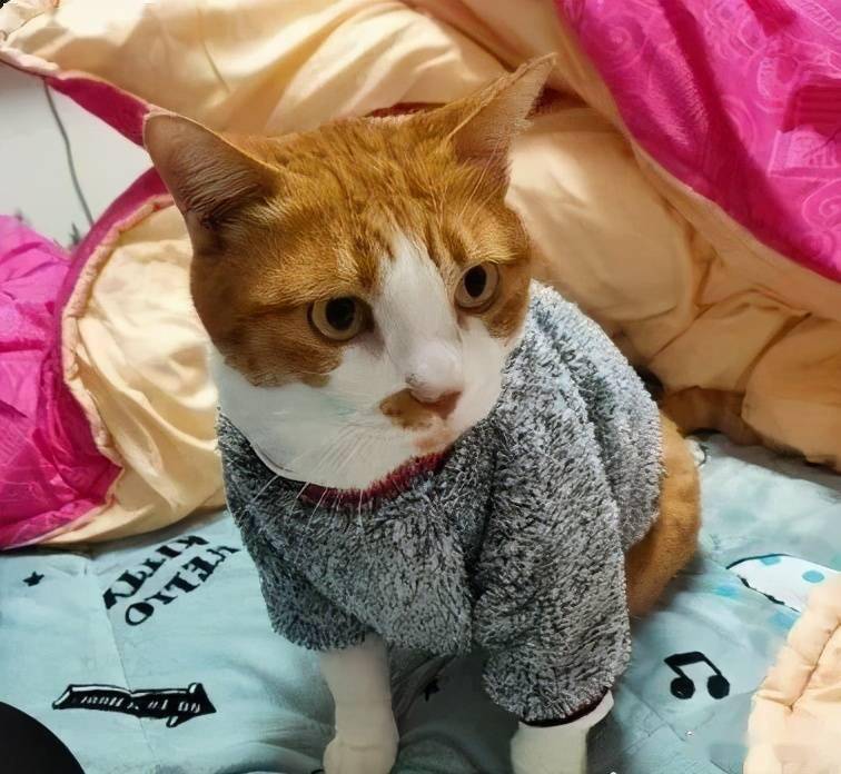 给猫买衣服,商家却发错货,猫穿上后,一脸无奈