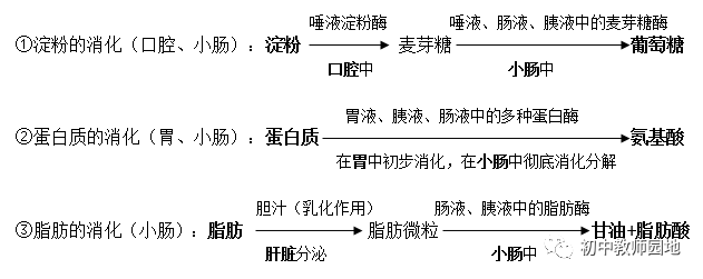 (1)物理性消化:牙齿的咀嚼,舌的搅拌和胃,肠的蠕动,将食物磨碎,搅拌