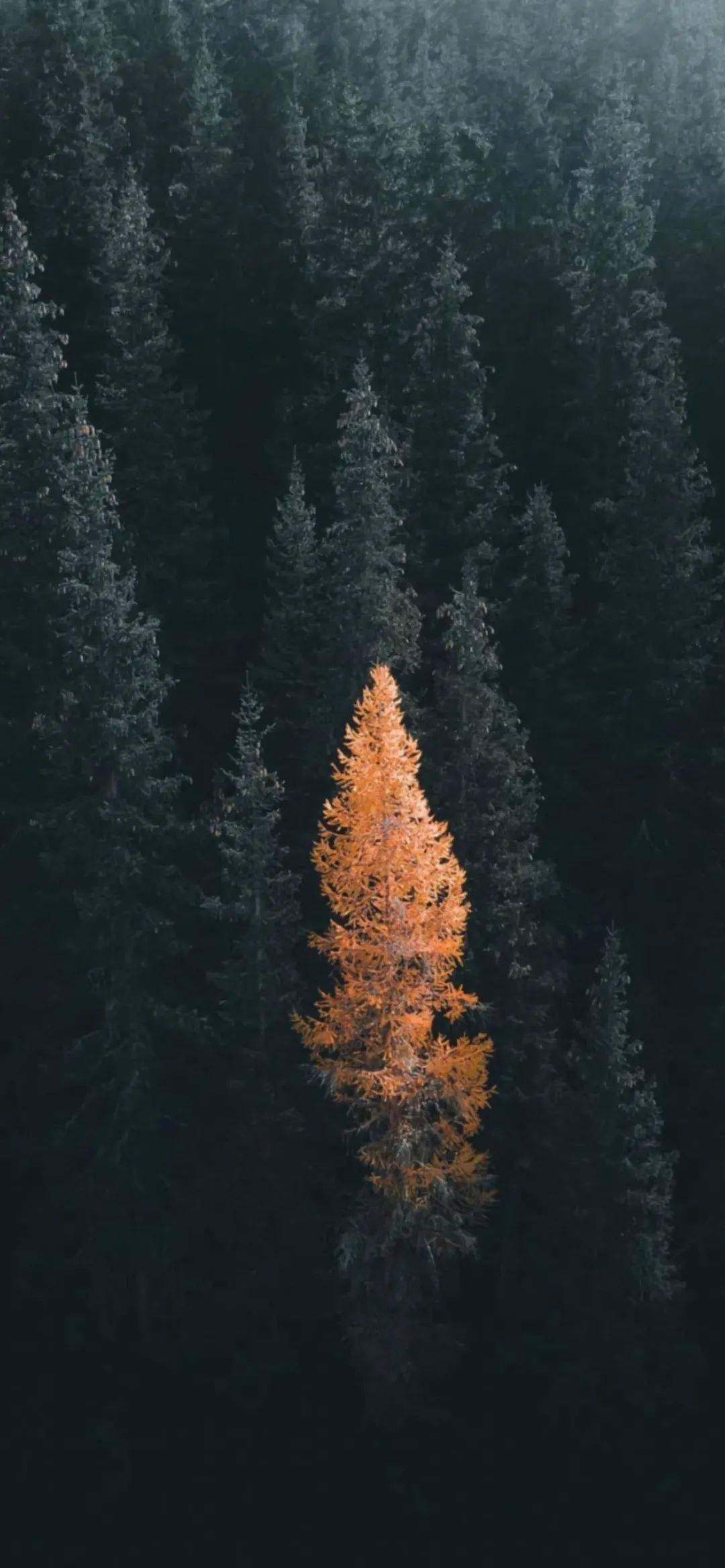 精选壁纸 | 经不住似水流年,逃不过此间少年!
