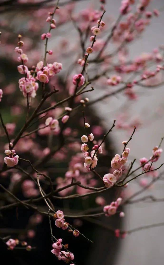 才有梅花便不同