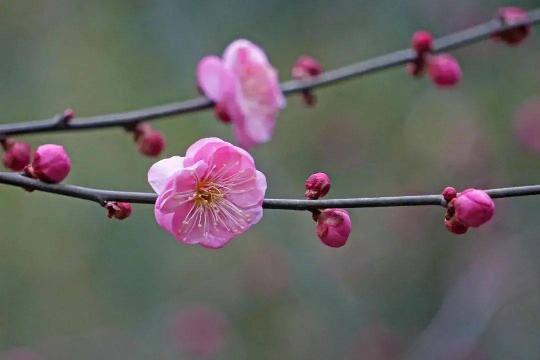 这些冬日里的"美景"_梅花