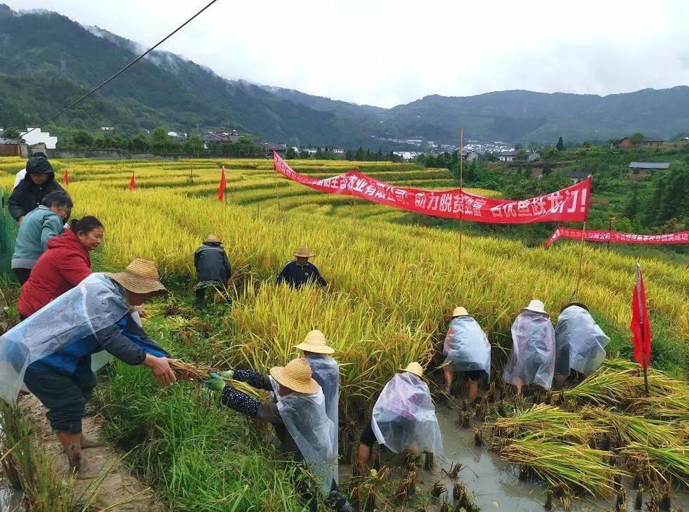 平利县大贵镇:强产业 助脱贫 促振兴