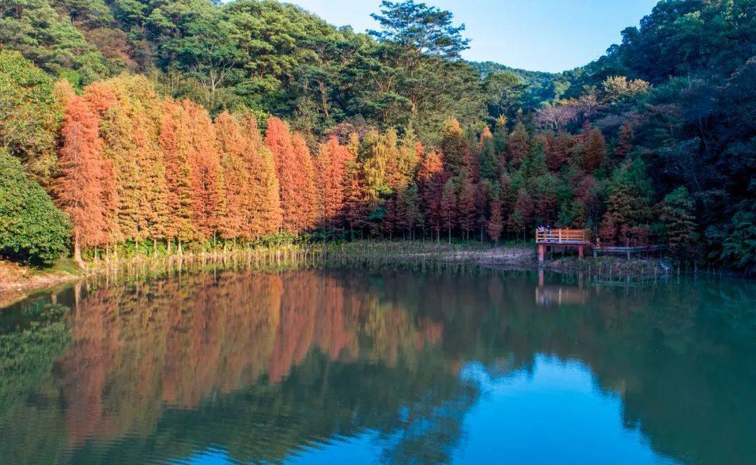 向山而行 | 回顾2020年大岭山森林公园四时景致,请查收!