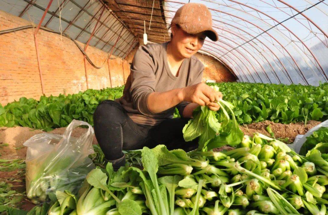 冬季种植不断茬 果蔬大棚"春光好"_蔬菜批发市场