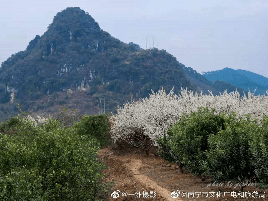 "春天是百花盛开的季节, 武鸣太平镇往林渌村方向1公里路边(武鸣区
