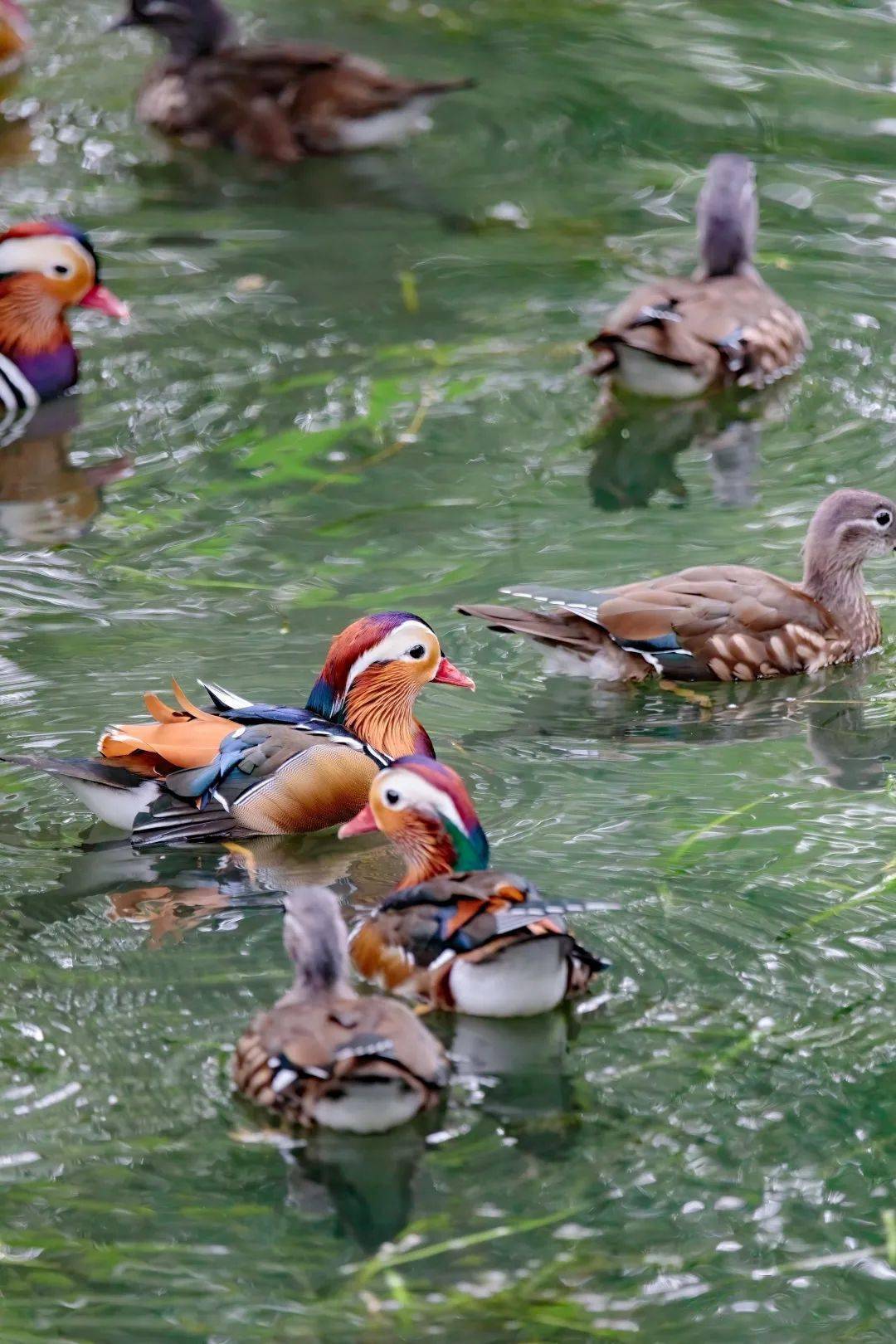 世界湿地日 | 上海动物园的这片湿地迎来了新住客_鸟类