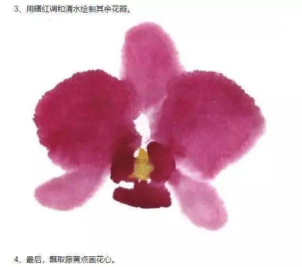 国画技法:蝴蝶兰的画法(附写生稿)