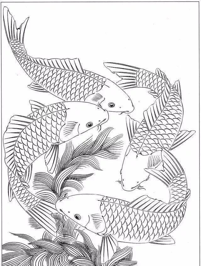 这是画鱼最精美的白描线稿!