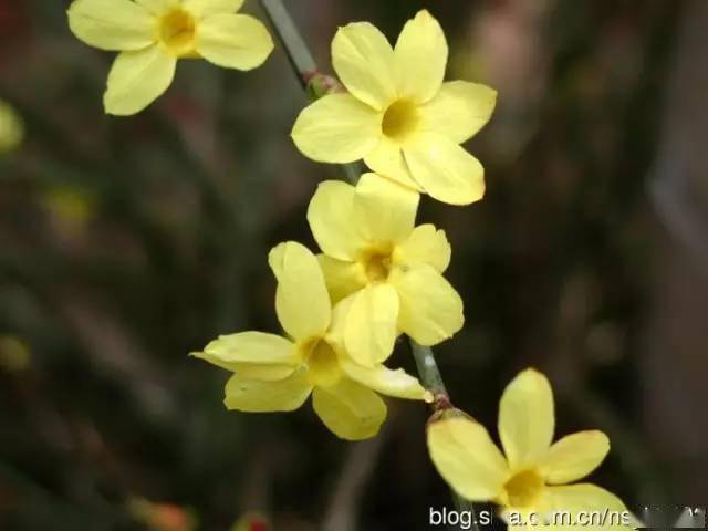 18种·常见先花后叶植物集锦(附图)