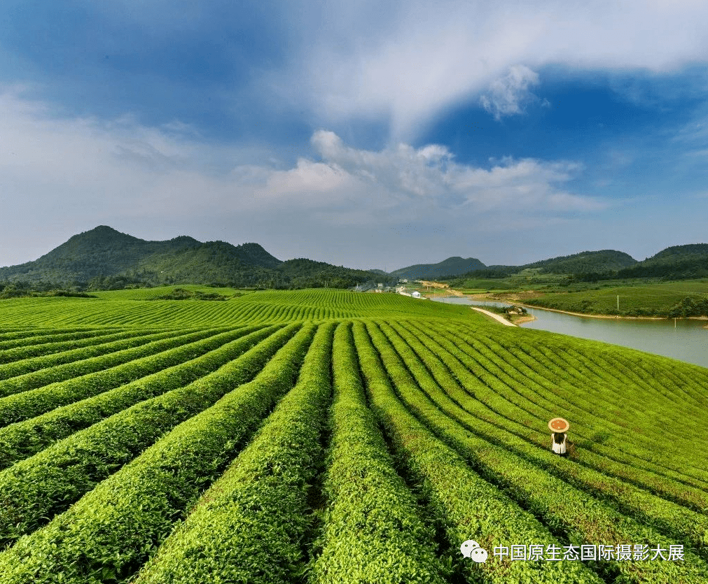 遇见贵州茶山铜仁不止有梵净山还有茶